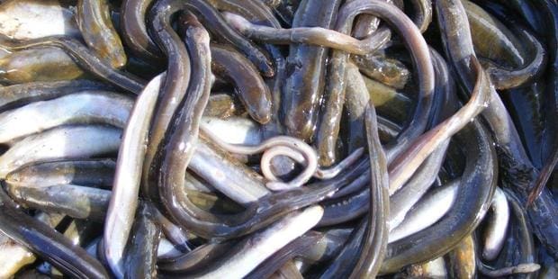 Chemwash killing eels