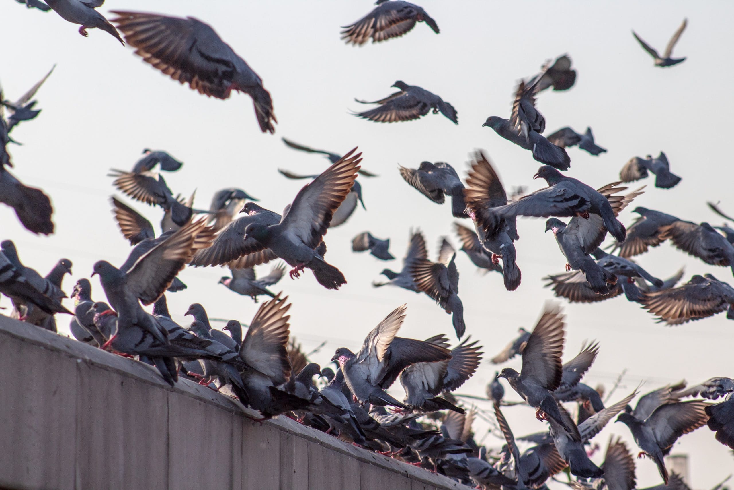 Guano be Gone Bird Repellent
